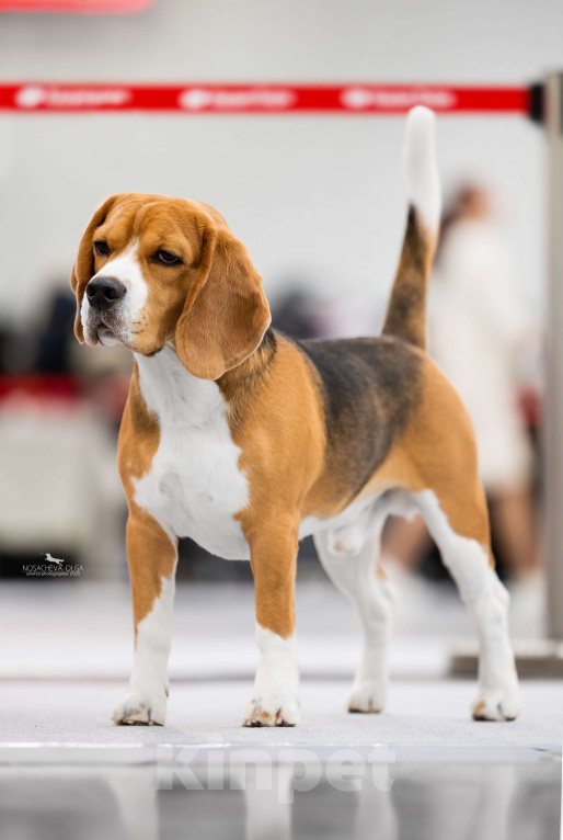 Собаки в Москве: Красивый, темпераментный Бигль ищет невест Мальчик, Бесплатно - фото 5