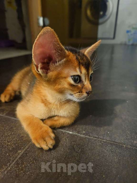 Кошки в Москве: Абиссинский котенок Мальчик, 65 000 руб. - фото 3