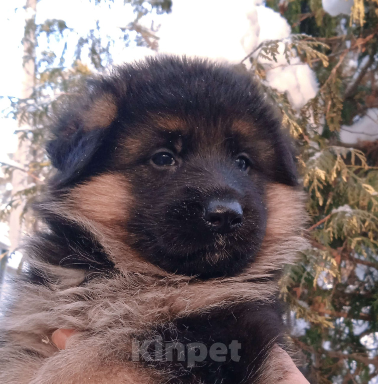 Собаки в Санкт-Петербурге: Кобель, щенок стандартной немецкой овчарки Мальчик, 60 000 руб. - фото 2