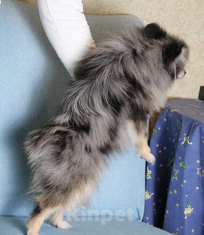 Собаки в Москве: Померанский мальчик шпиц Мальчик, 43 000 руб. - фото 2