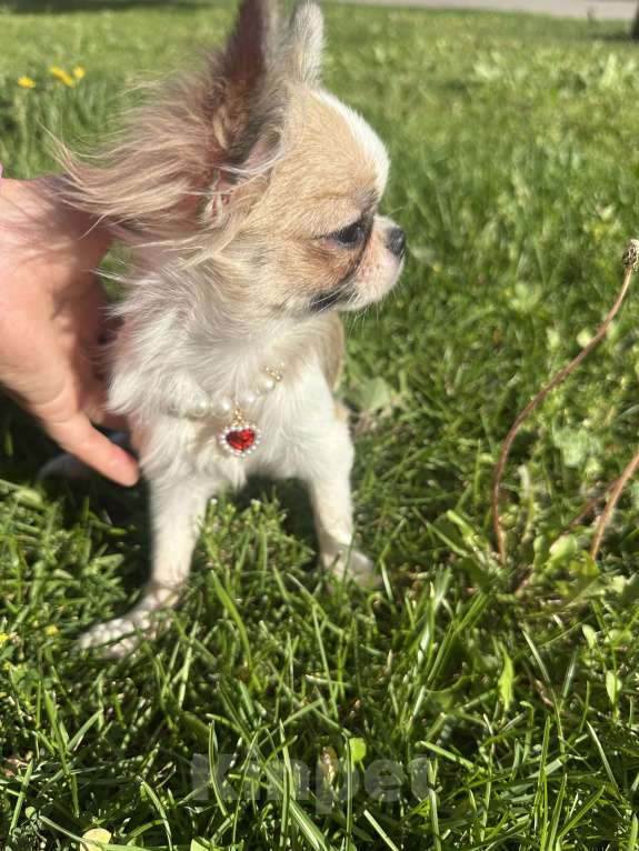 Собаки в Москве: Прекрасная породистая девочка  Девочка, 75 000 руб. - фото 3