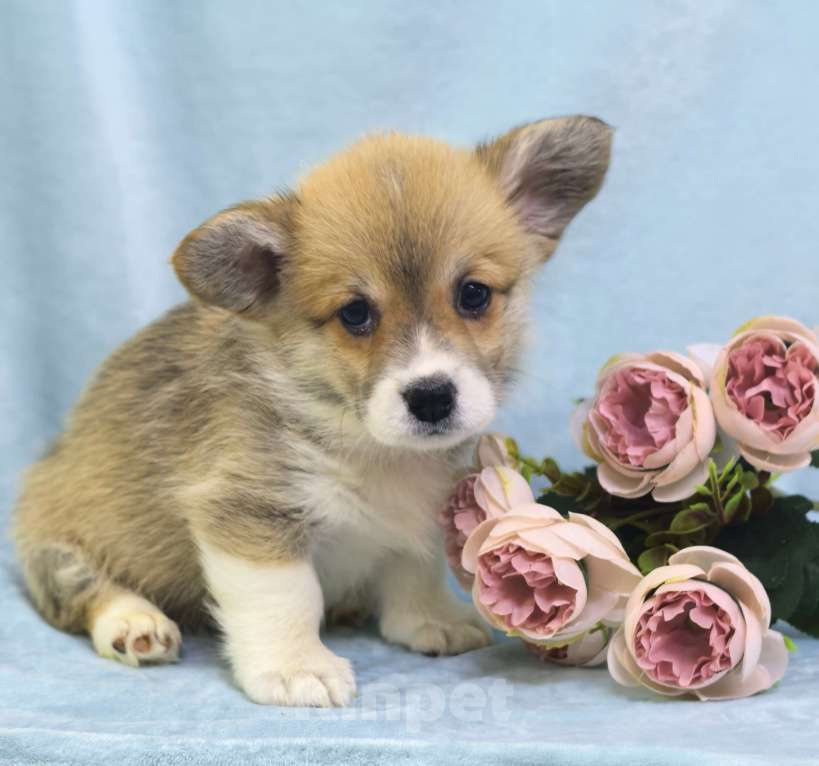 Собаки в Москве: Девочка вельш корги пемброк Куцехвостая Девочка, 60 000 руб. - фото 2