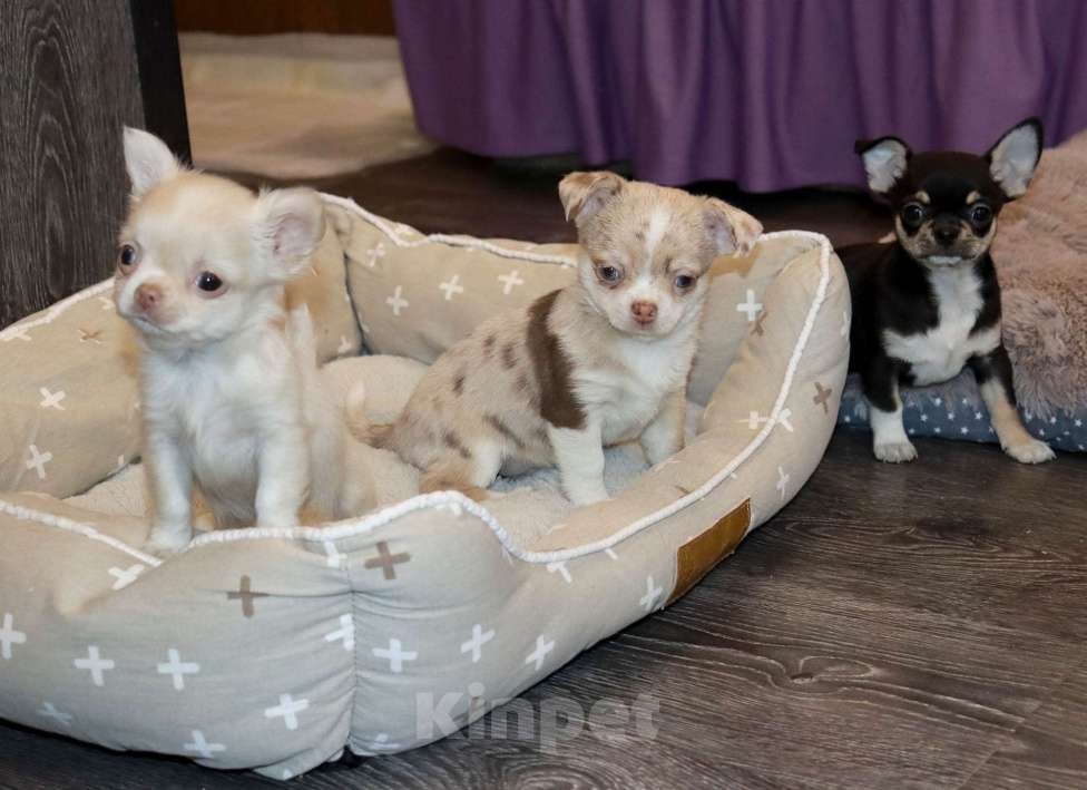Собаки в Лобне: Ласковый красавчик чихуахуа Мальчик, 55 000 руб. - фото 2