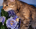 Кошки в Уфе: Кошечка Сима в добрые руки Девочка, Бесплатно - фото 9