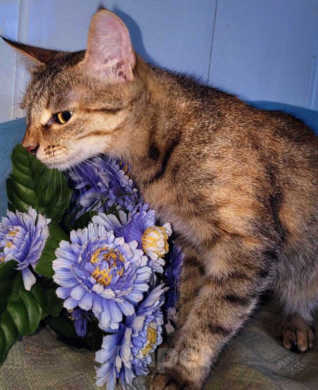 Кошки в Уфе: Кошечка Сима в добрые руки Девочка, Бесплатно - фото 9