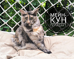 Кошки в Кемерово: Мейн-кун полидакт Девочка, 25 000 руб. - фото 1