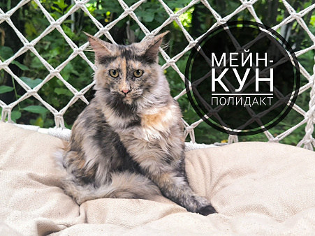 Мейн-кун полидакт