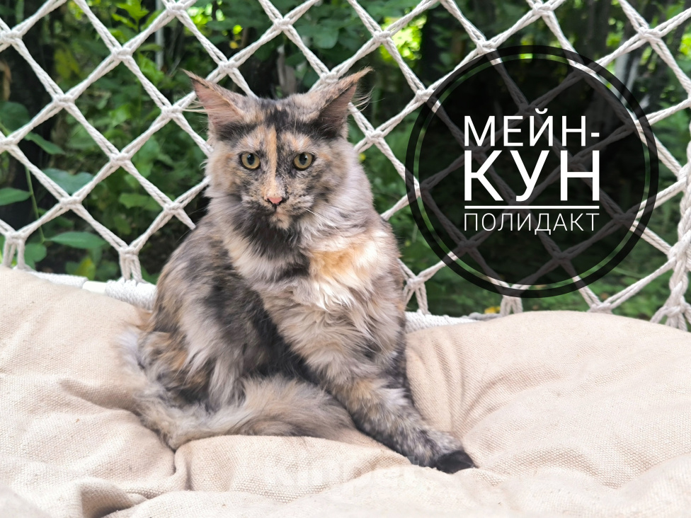 Кошки в Кемерово: Мейн-кун полидакт Девочка, 25 000 руб. - фото 1