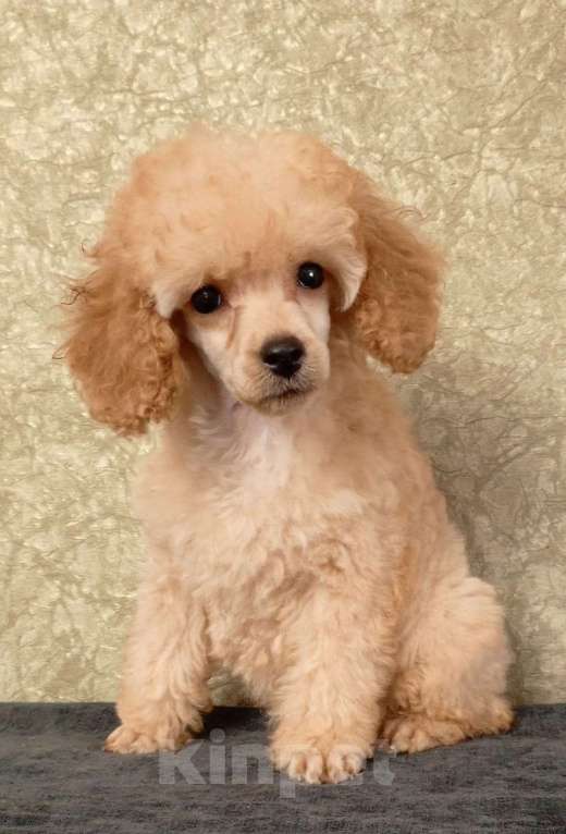 Собаки в Санкт-Петербурге: Рыжики. Девочка, 50 000 руб. - фото 4