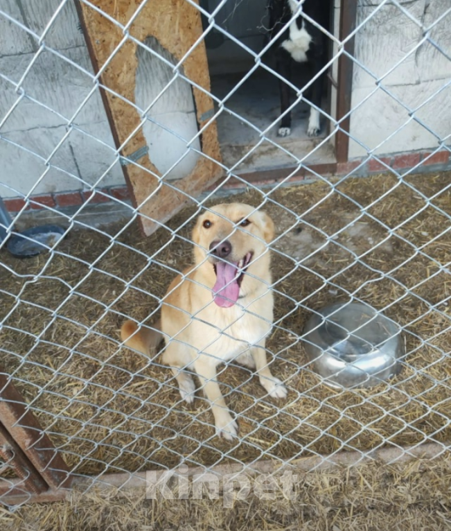 Собаки в Казани: Веселая Берта! Девочка, Бесплатно - фото 5