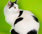 Кошки в Москве: Афина (Афи) 1,5г белая кошечка  с чёрными пятнами и зелёными глазками Девочка, 478 руб. - фото 5