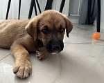 Собаки в Сочи: Щенок-вундеркинд в дар Мальчик, Бесплатно - фото 7