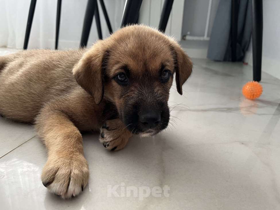 Собаки в Сочи: Щенок-вундеркинд в дар Мальчик, Бесплатно - фото 7