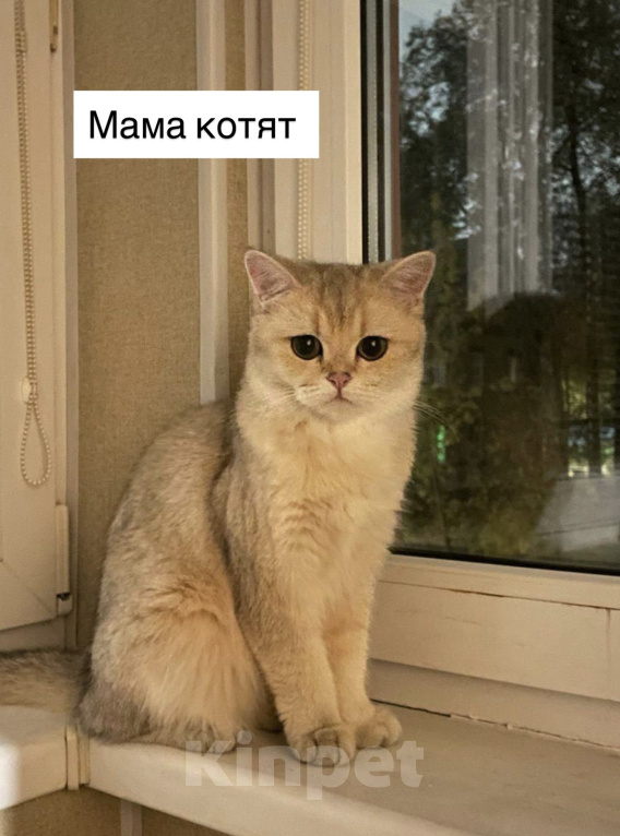 Кошки в Владимире: Британские шиншиллы (котята, окрас черное золото ny25) Мальчик, 24 000 руб. - фото 5