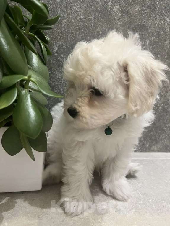 Собаки в других городах Ленинградской области: Мальтипу F1 Мальчик, 80 000 руб. - фото 1