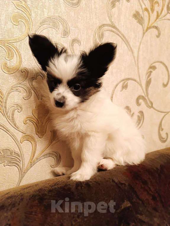 Собаки в Томске: Щенки папийона-красавицы в Томске Девочка, 35 000 руб. - фото 7