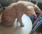 Кошки в Москве: Котенок в дар Мальчик, Бесплатно - фото 2