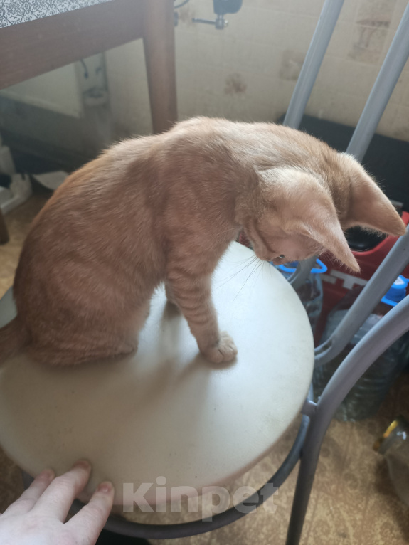 Кошки в Москве: Котенок в дар Мальчик, Бесплатно - фото 2