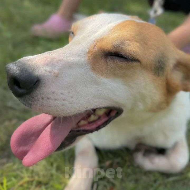 Собаки в Москве: Девочка метис джек-рассела грустит в приюте  Девочка, Бесплатно - фото 5