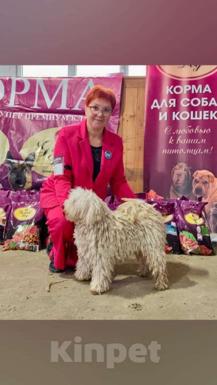 Собаки в Ростове-на-Дону: Молодой кобель пули Мальчик, 30 000 руб. - фото 1