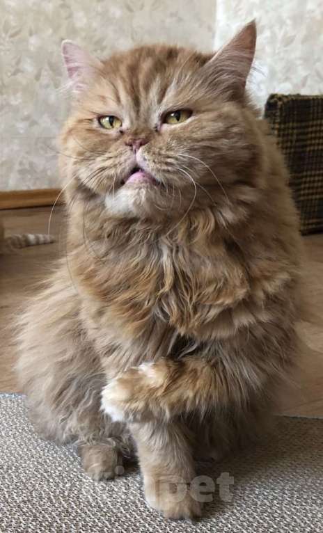 Кошки в Москве: ТЭССИ ИЩЕТ ДОМ Девочка, Бесплатно - фото 3