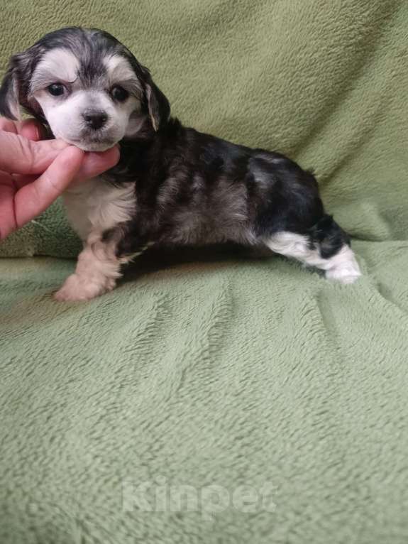 Собаки в Санкт-Петербурге: Серебристая крпсотка Девочка, 45 000 руб. - фото 3