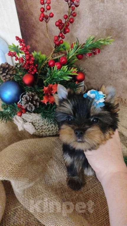 Собаки в Красногорске: Продам щенков  Девочка, 35 000 руб. - фото 2