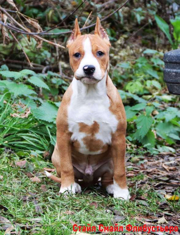 Собаки в Сергиеве Посаде: Щенки американского стаффордширтерьера Мальчик, 60 000 руб. - фото 5