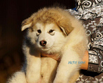 Собаки в Подольске: Щенки аляскинского маламута, 30 000 руб. - фото 5