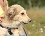 Собаки в Москве: Пушистый щенок — метис колли Даниэлла в дар Девочка, Бесплатно - фото 4