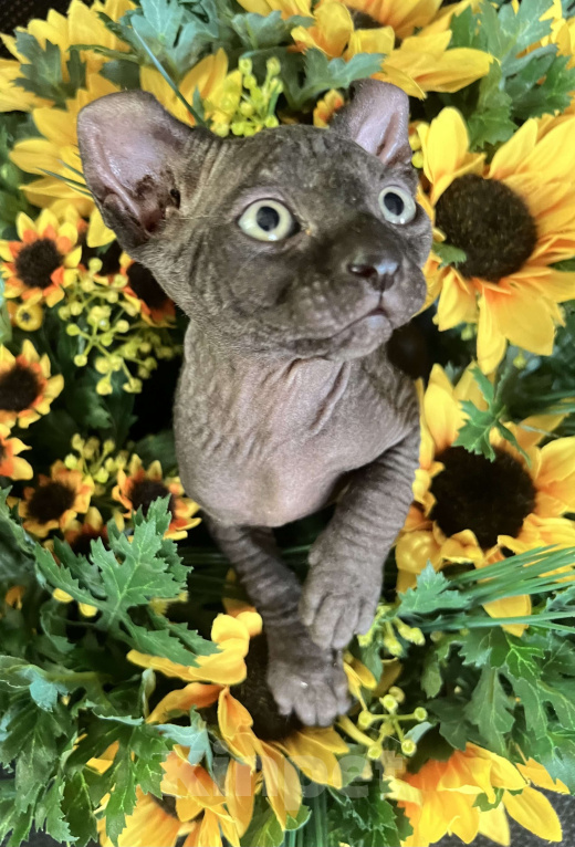 Кошки в Москве: Барон Мальчик, Бесплатно - фото 2