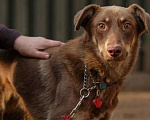 Собаки в Санкт-Петербурге: Собака ищет дом Мальчик, Бесплатно - фото 4