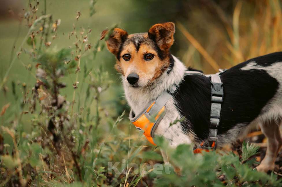 Собаки в Москве: Шарлотта Девочка, Бесплатно - фото 5