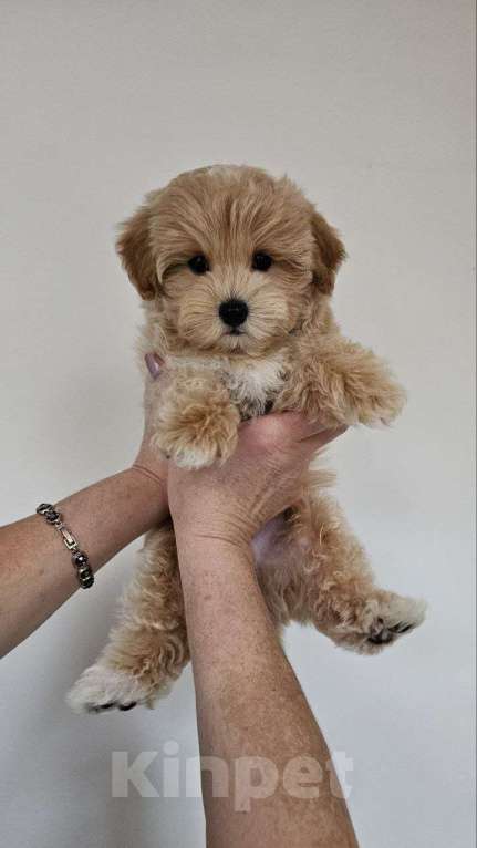 Собаки в Раменском: Щенок мальтипу f1 Мальчик, 120 000 руб. - фото 2