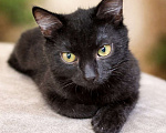 Кошки в Москве: Чёрный котёнок в добрые руки Мальчик, Бесплатно - фото 3