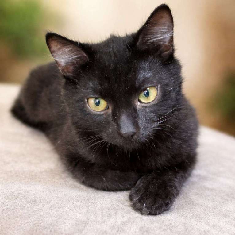 Кошки в Москве: Чёрный котёнок в добрые руки Мальчик, Бесплатно - фото 3