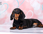 Собаки в Королеве: Потрясающий миниатюрный красавчик  .  Мальчик, 65 000 руб. - фото 3