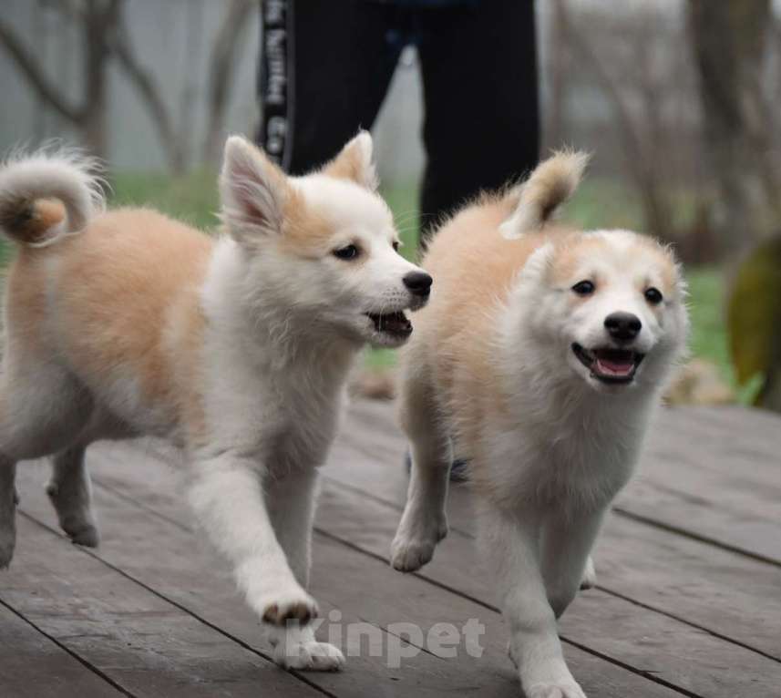 Собаки в Москве: Ненецкая оленегонная лайка, сука Женева. Девочка, 60 000 руб. - фото 6