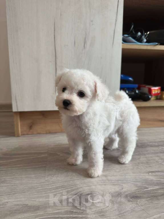 Собаки в Москве: Продам щенков Бишона Мальчик, 25 000 руб. - фото 1