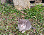 Кошки в Реутове: Котёнок в добрые руки Мальчик, Бесплатно - фото 3