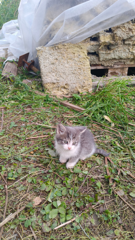 Кошки в Реутове: Котёнок в добрые руки Мальчик, Бесплатно - фото 3