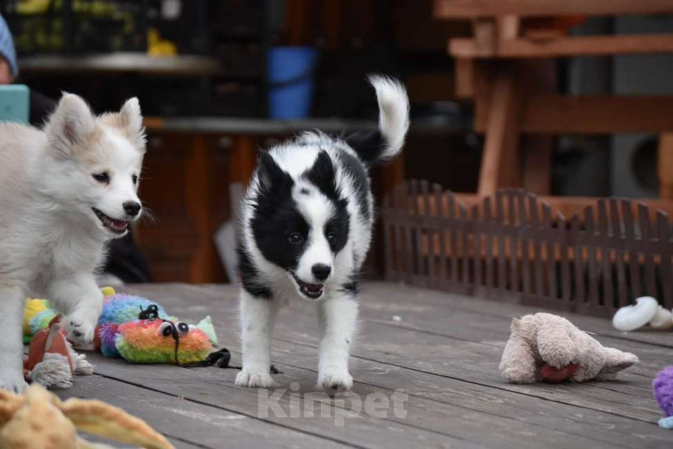 Собаки в Москве: Ненецкая оленегонная лайка, сука Дакота. Девочка, 60 000 руб. - фото 3