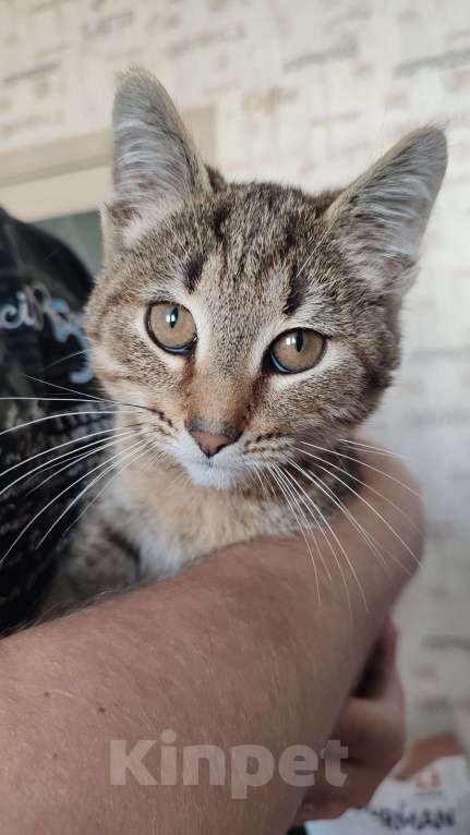 Кошки в Красногорске: Котенок Туман 5 месяцев ищет дом  Мальчик, Бесплатно - фото 1