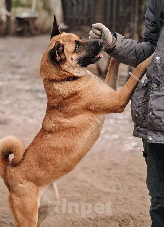 Собаки в Санкт-Петербурге: Красивая домашняя собака Плюша ищет дом Девочка, Бесплатно - фото 2