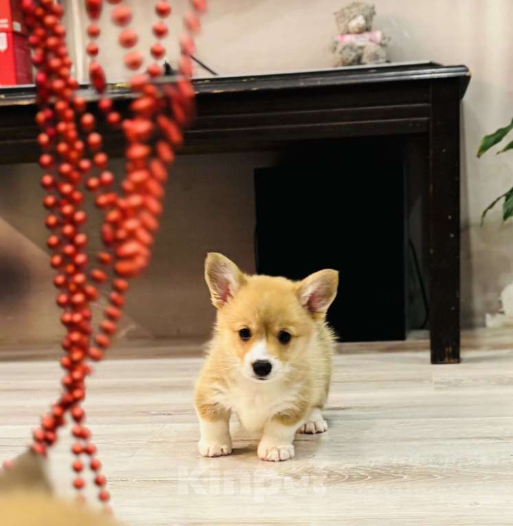 Собаки в Краснозаводске: Продажа щенков корги Мальчик, 45 000 руб. - фото 1