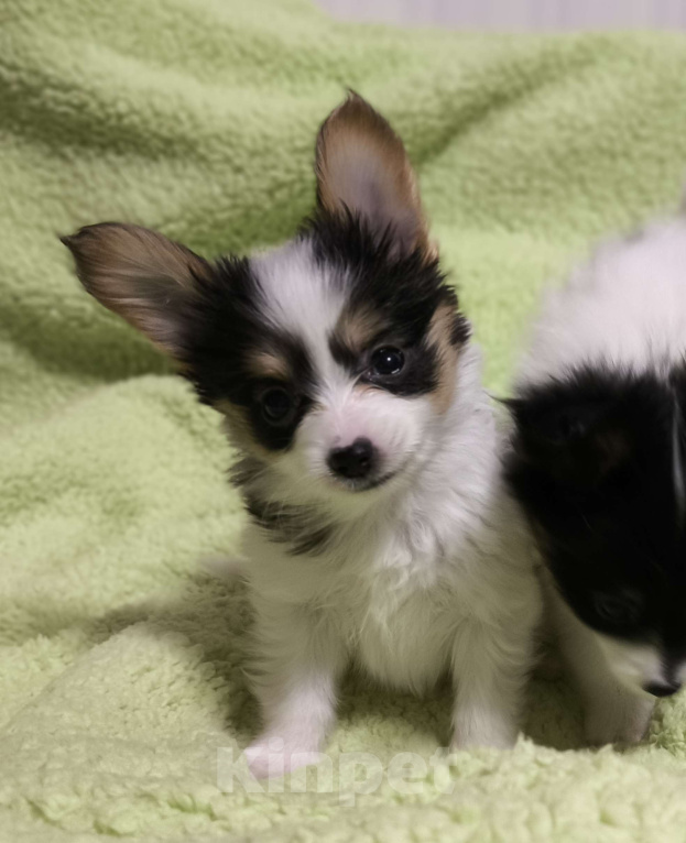 Собаки в Липецке: Папийон мальчик триколор Мальчик, 45 000 руб. - фото 3