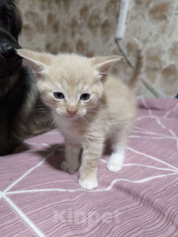 Кошки в Люберцах: Гипоаллергенный котик Мальчик, 5 000 руб. - фото 4