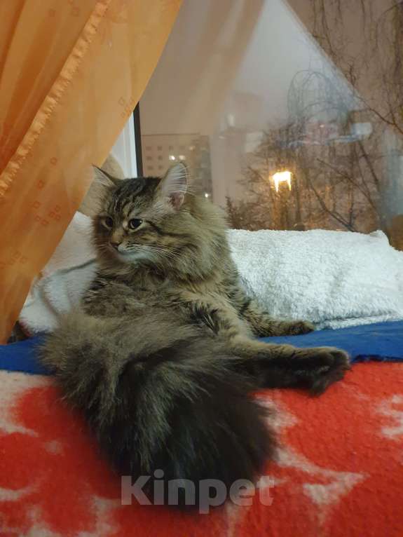 Кошки в Москве: Вязка Мальчик, 1 руб. - фото 2