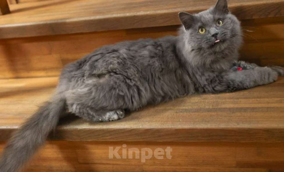 Кошки в Москве: Шикарный Дымок - метис нибелунга (1,5 г.) в дар Мальчик, Бесплатно - фото 6