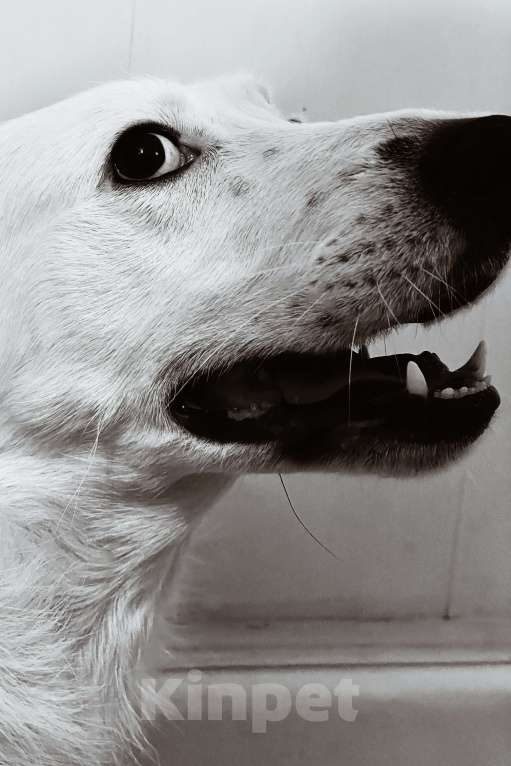 Собаки в Москве: В добрые руки Мальчик, Бесплатно - фото 5